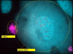 T cell killing cancer cell